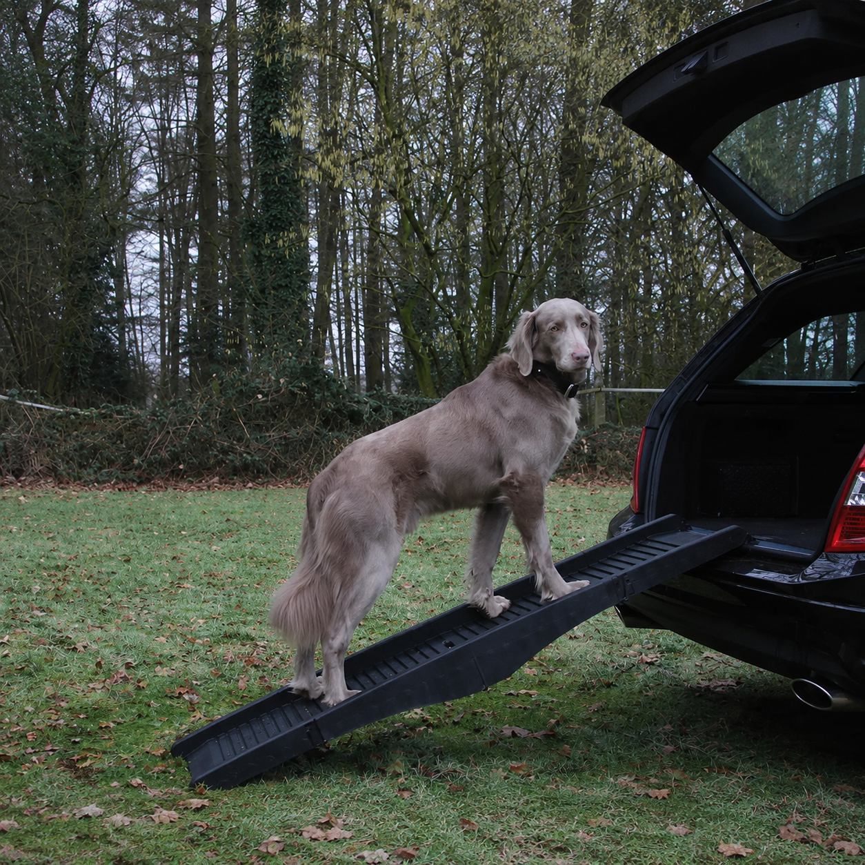 Rampe Mobilité Coffre | Grands Chiens & Chiens Lourds